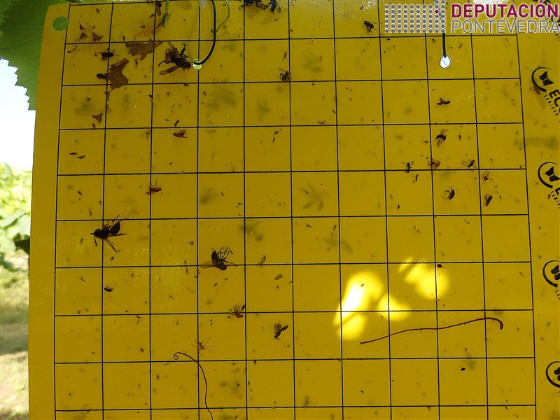 18xull18_Seguimos poucas capturas cicadelidos.jpg